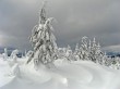 Amabilis Mtn.