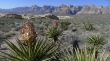 Turtlehead Peak