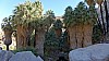 Fortynine Palms Oasis and Point 4050