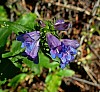P1100522a.jpg