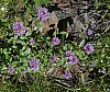 P1100612b.jpg