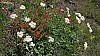 P1100621b.jpg